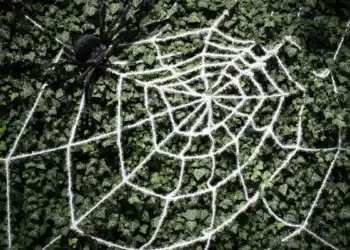 La soie d'araignée artificielle : une innovation écologique inédite