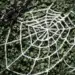 La soie d'araignée artificielle : une innovation écologique inédite