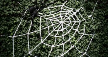 La soie d'araignée artificielle : une innovation écologique inédite
