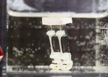 Des japonais créent un robot biohybride à 2 jambes inspiré de la démarche humaine