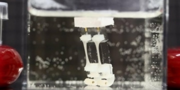 Des japonais créent un robot biohybride à 2 jambes inspiré de la démarche humaine