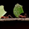 Champignons et fourmis : une alliance pour l'avenir des biocarburants ?