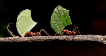 Champignons et fourmis : une alliance pour l'avenir des biocarburants ?