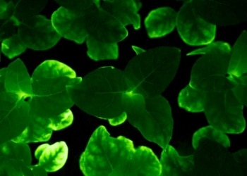 Light bio va commercialiser des pétunias bioluminescents
