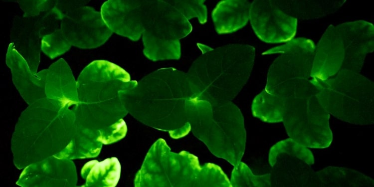 Light bio va commercialiser des pétunias bioluminescents
