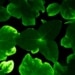 Light bio va commercialiser des pétunias bioluminescents