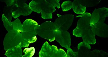 Light bio va commercialiser des pétunias bioluminescents