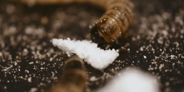 Un "intestin de ver" artificiel a réussi à dégrader des plastiques
