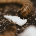 Un "intestin de ver" artificiel a réussi à dégrader des plastiques