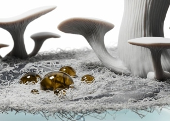 Innovation écologique : des membranes mycéliennes pour la séparation huile-eau