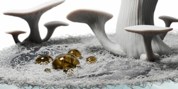 Innovation écologique : des membranes mycéliennes pour la séparation huile-eau