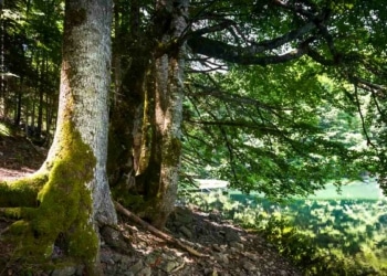 Une étude irlandaise révèle un moyen écologique de produire de l'électricité à partir de déchets de bois