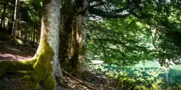 Une étude irlandaise révèle un moyen écologique de produire de l'électricité à partir de déchets de bois