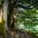 Une étude irlandaise révèle un moyen écologique de produire de l'électricité à partir de déchets de bois