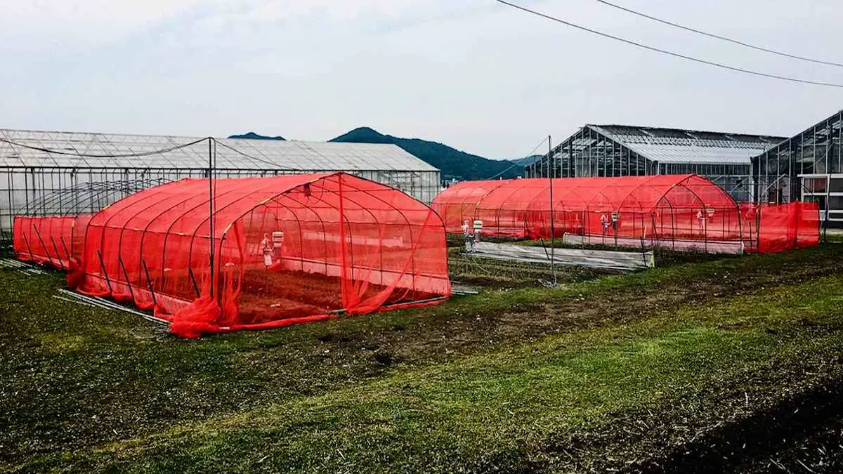 Filets rouges : La nouvelle arme des cultivateurs contre les nuisibles ?