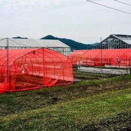 Filets rouges : La nouvelle arme des cultivateurs contre les nuisibles ?