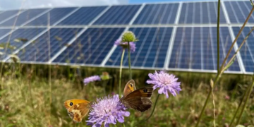 De nouvelles preuves montrent que les parcs solaires britanniques seraient utiles aux pollinisateurs