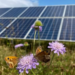 De nouvelles preuves montrent que les parcs solaires britanniques seraient utiles aux pollinisateurs