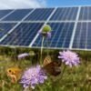 De nouvelles preuves montrent que les parcs solaires britanniques seraient utiles aux pollinisateurs