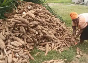 Une méthode plus écologique de traitement de la culture de base du Ghana