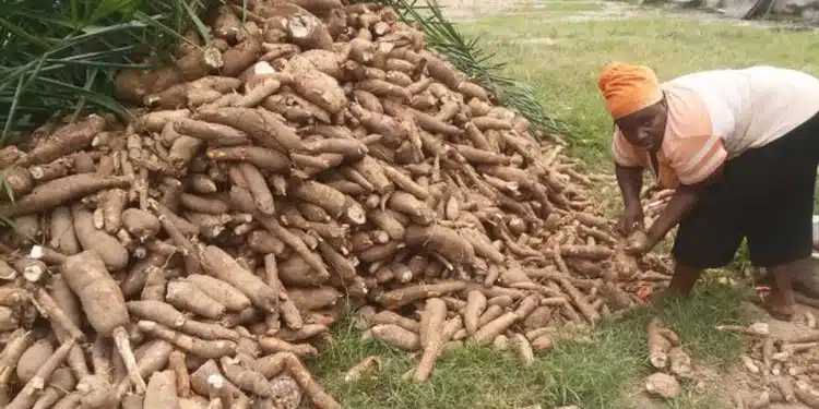 Une méthode plus écologique de traitement de la culture de base du Ghana