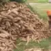Une méthode plus écologique de traitement de la culture de base du Ghana