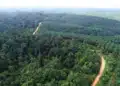 La conversion des forêts tropicales en plantations a d'autres répercussions