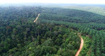 La conversion des forêts tropicales en plantations a d'autres répercussions