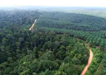 La conversion des forêts tropicales en plantations a d'autres répercussions