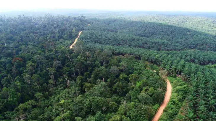 La conversion des forêts tropicales en plantations a d'autres répercussions