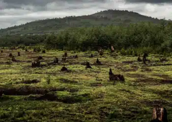 L'impact nuancé de la reforestation sur le climat