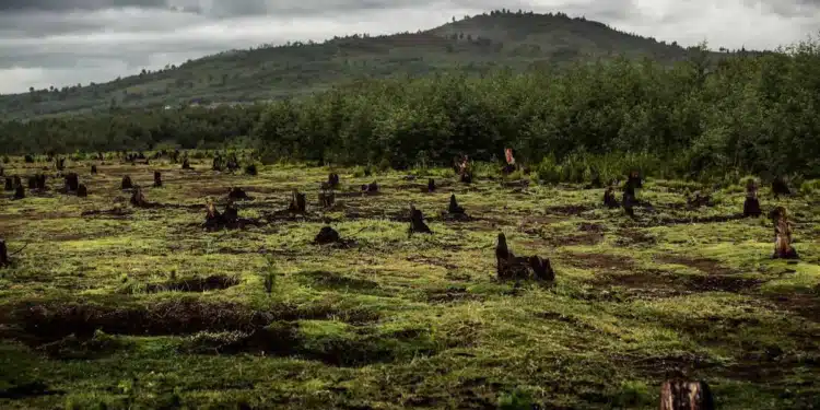 L'impact nuancé de la reforestation sur le climat