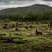 L'impact nuancé de la reforestation sur le climat