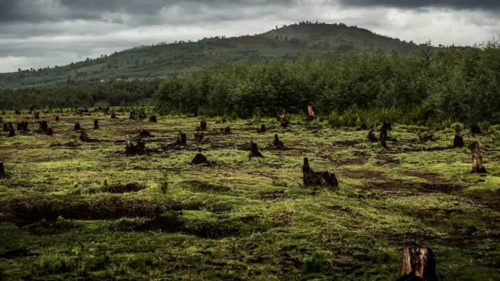 L'impact nuancé de la reforestation sur le climat