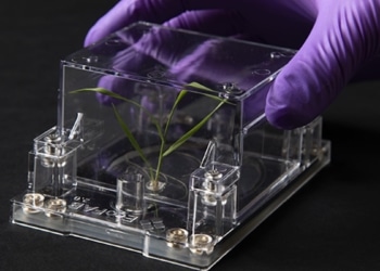 Les EcoFABs pourraient conduire à de meilleures cultures bioénergétiques