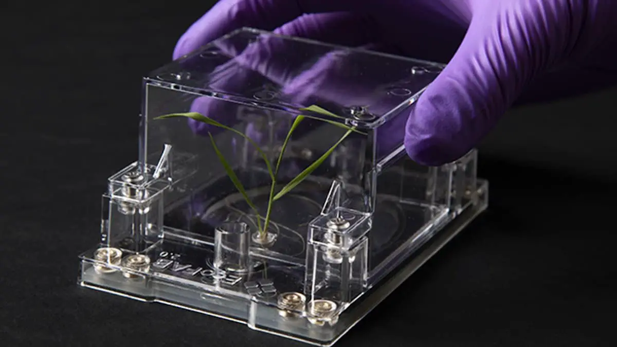 Les EcoFABs pourraient conduire à de meilleures cultures bioénergétiques