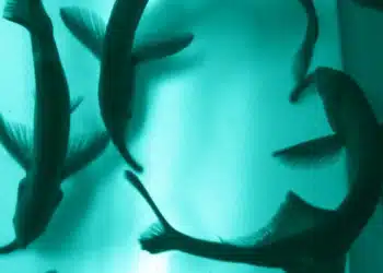 Certains poissons électriques perçoivent-ils le monde à travers les auras de leurs camarades ?