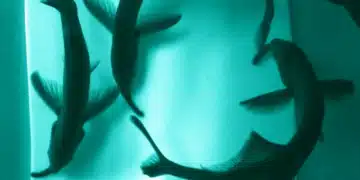 Certains poissons électriques perçoivent-ils le monde à travers les auras de leurs camarades ?