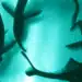 Certains poissons électriques perçoivent-ils le monde à travers les auras de leurs camarades ?