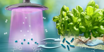 Du plasma à basse température utilisé pour éliminer E. Coli des cultures hydroponiques