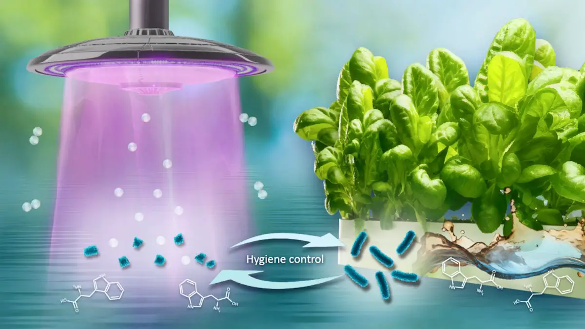 Du plasma à basse température utilisé pour éliminer E. Coli des cultures hydroponiques