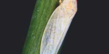 Cet insecte inspire des dispositifs d'invisibilité et des technologies de nouvelle génération