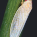 Cet insecte inspire des dispositifs d'invisibilité et des technologies de nouvelle génération