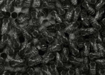 Quand les abeilles dansent, leurs antennes parlent