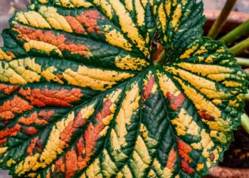 La recherche agronomique à l'aube d'une nouvelle ère de précision