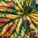 La recherche agronomique à l'aube d'une nouvelle ère de précision