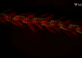L'origine de la bioluminescence marine remonte à l'aube de la vie complexe