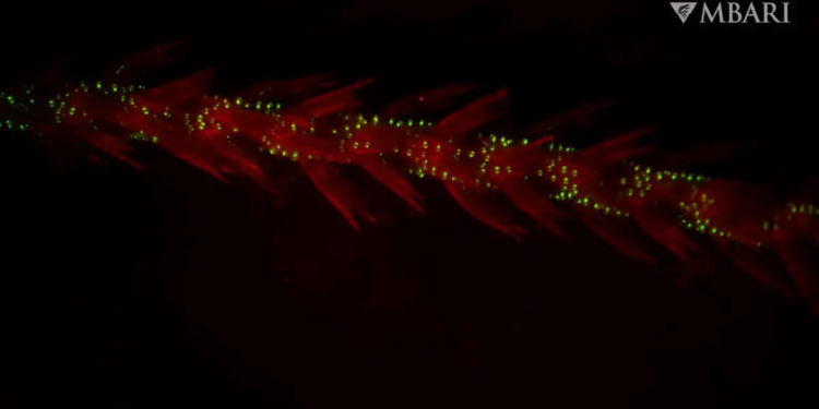 L'origine de la bioluminescence marine remonte à l'aube de la vie complexe