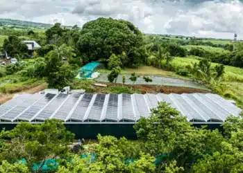 25-32°C : la température idéale pour une vanille sous ombrière solaire