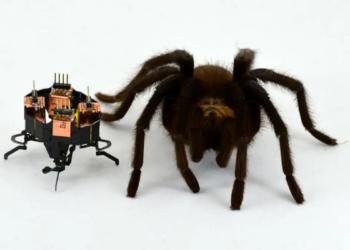Les robots ne peuvent pas dépasser les animaux. Une étude explique pourquoi